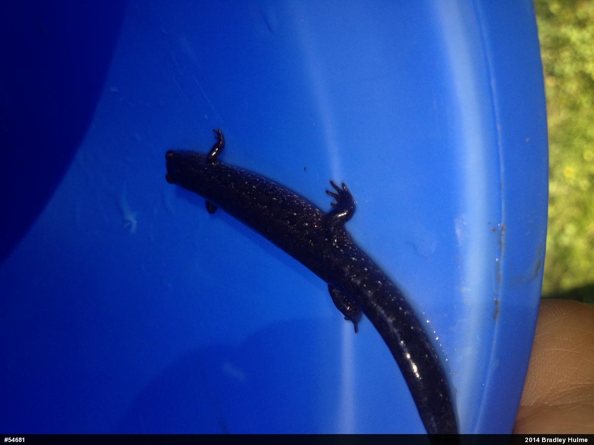 Northern Dusky Salamander