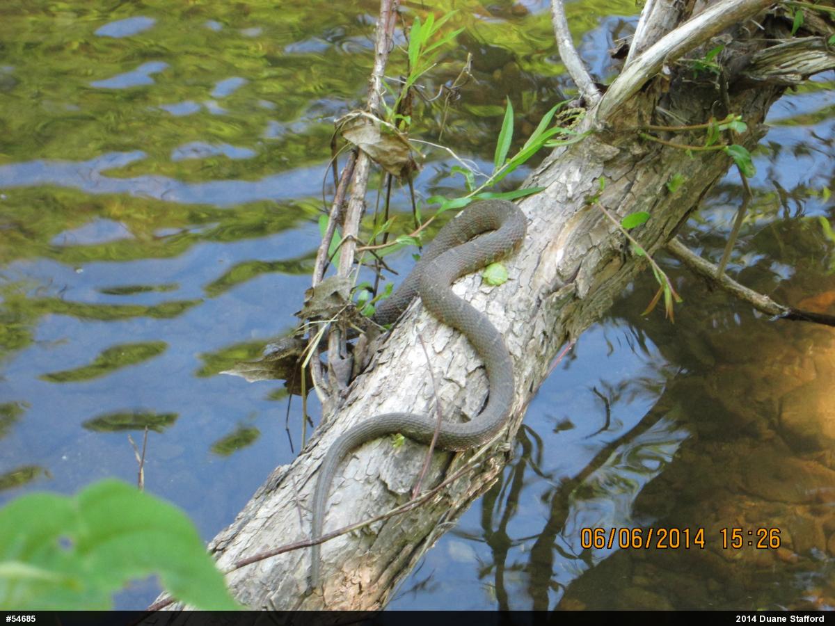 Northern Watersnake
