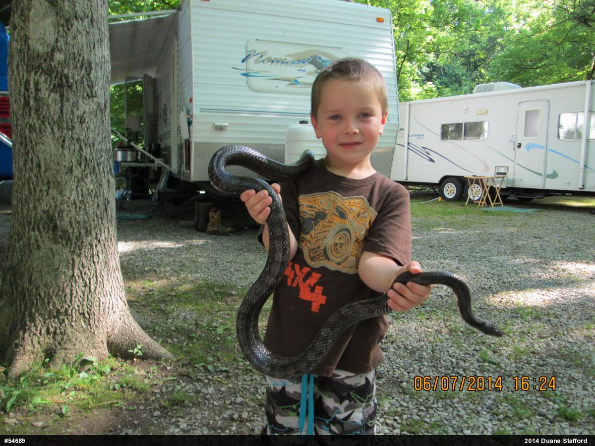 Eastern Ratsnake