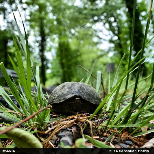 Eastern Musk Turtle