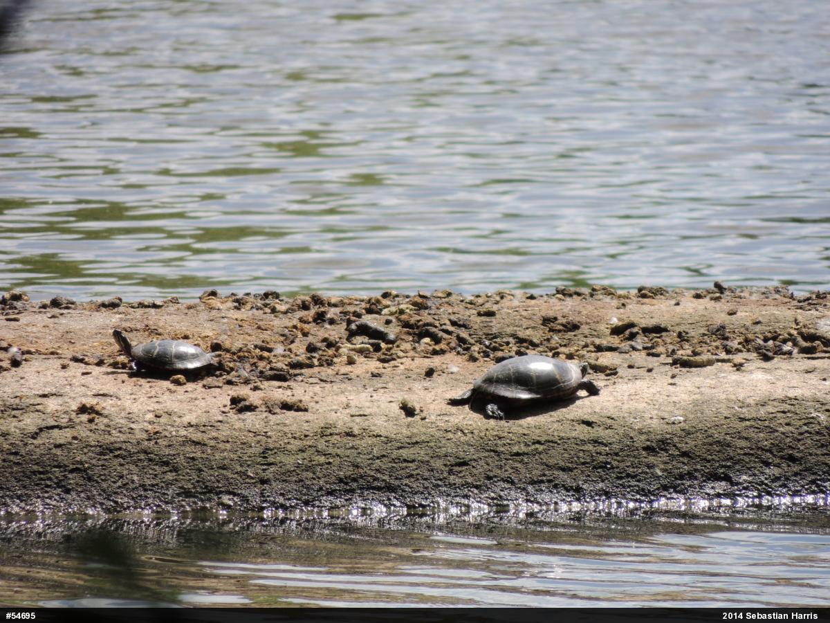 Eastern Painted Turtle