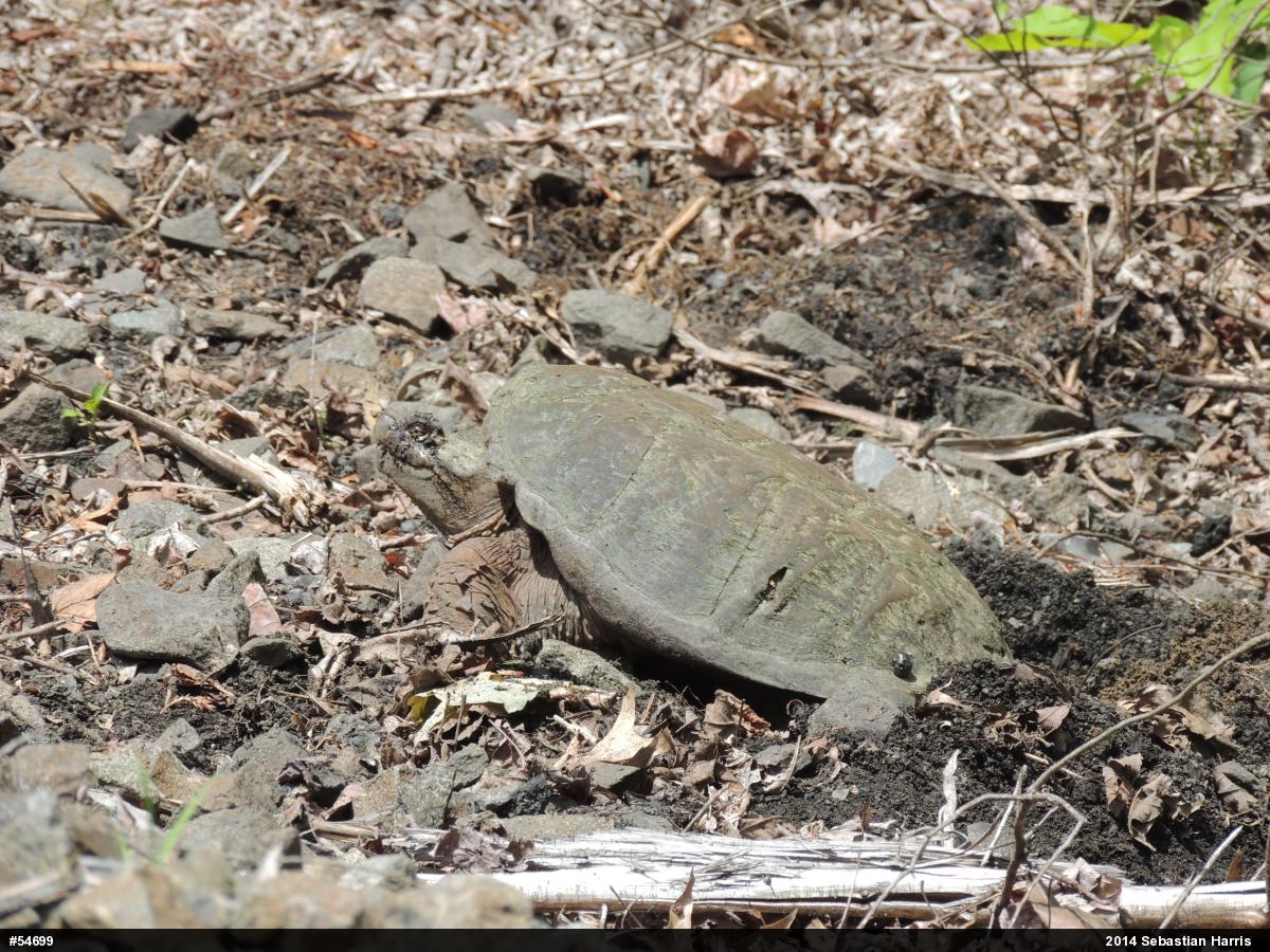 Snapping Turtle