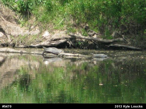 Eastern Spiny Softshell