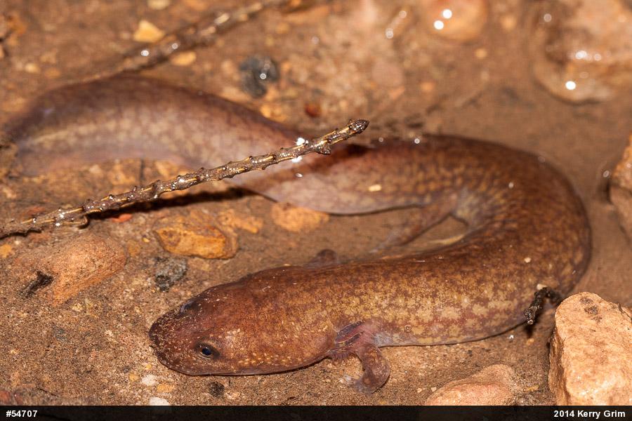 Northern Spring Salamander