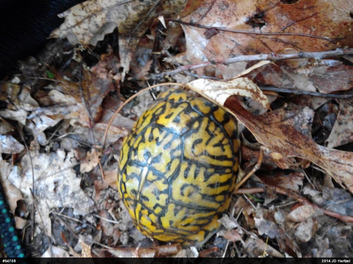 Eastern Box Turtle