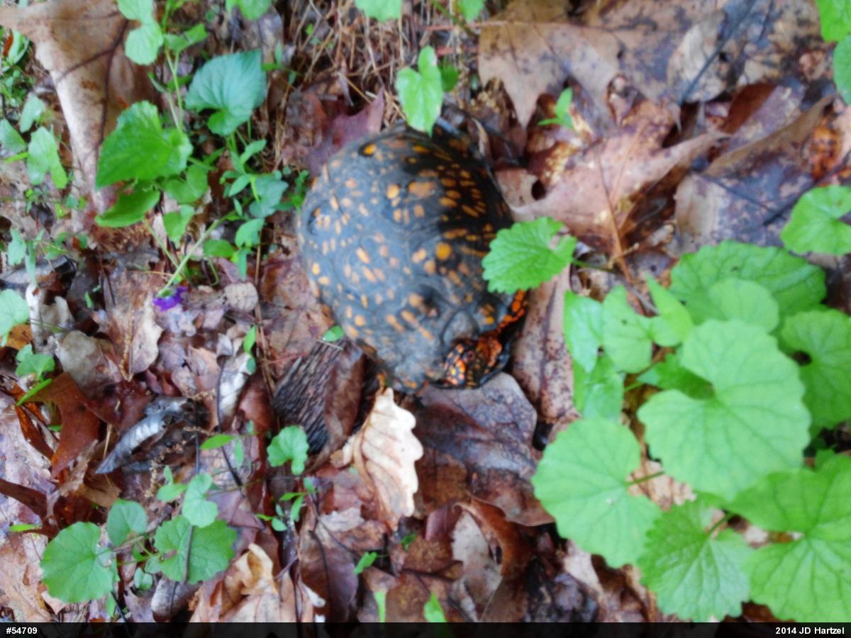 Eastern Box Turtle