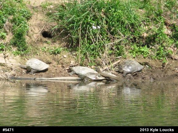 Eastern Spiny Softshell