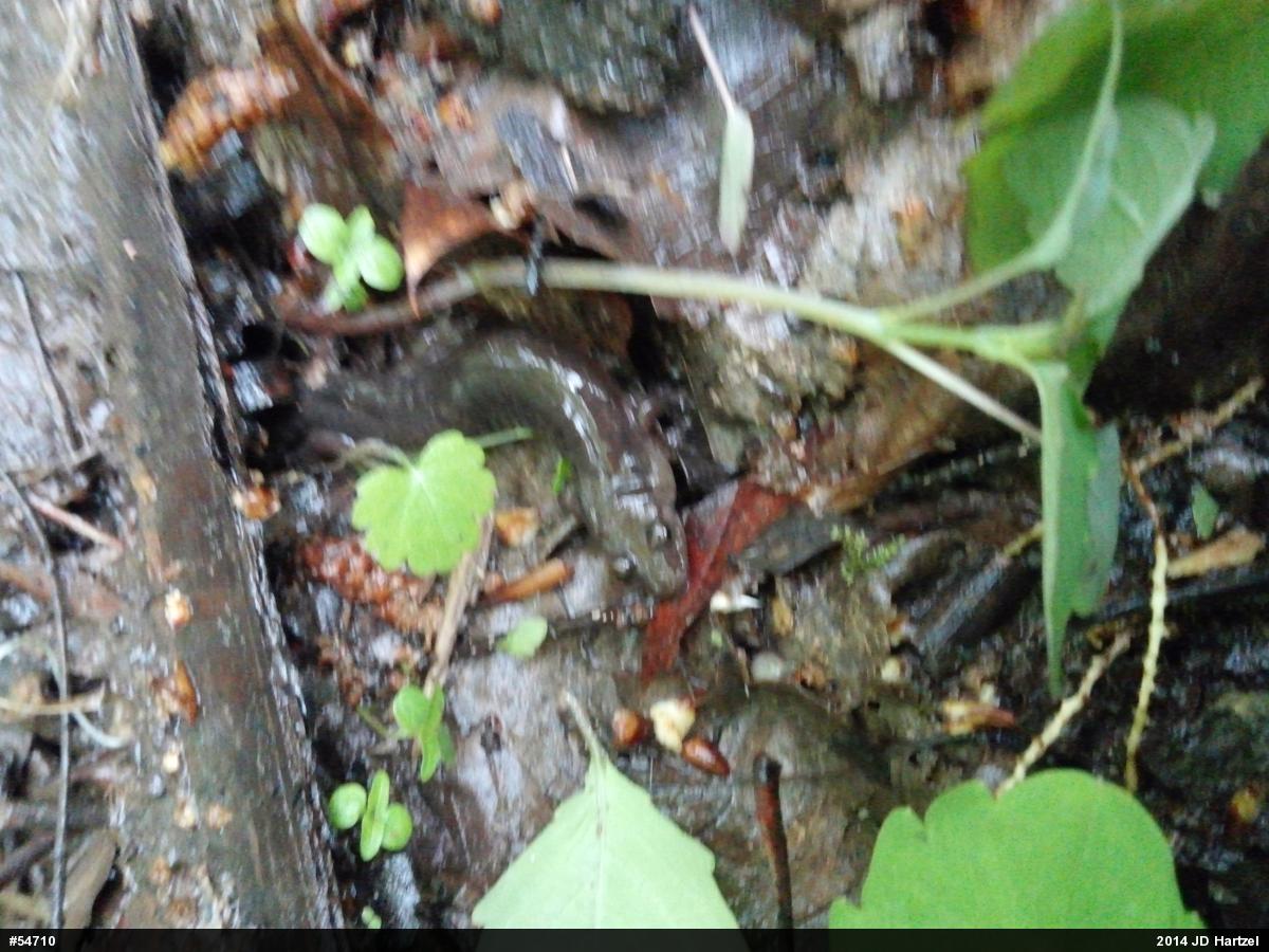 Northern Dusky Salamander