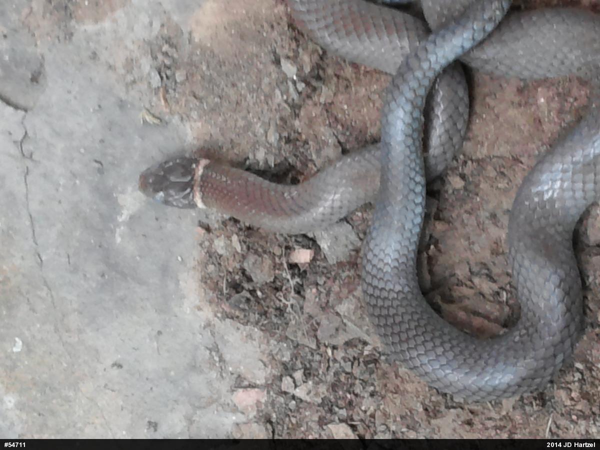 Northern Ring-necked Snake