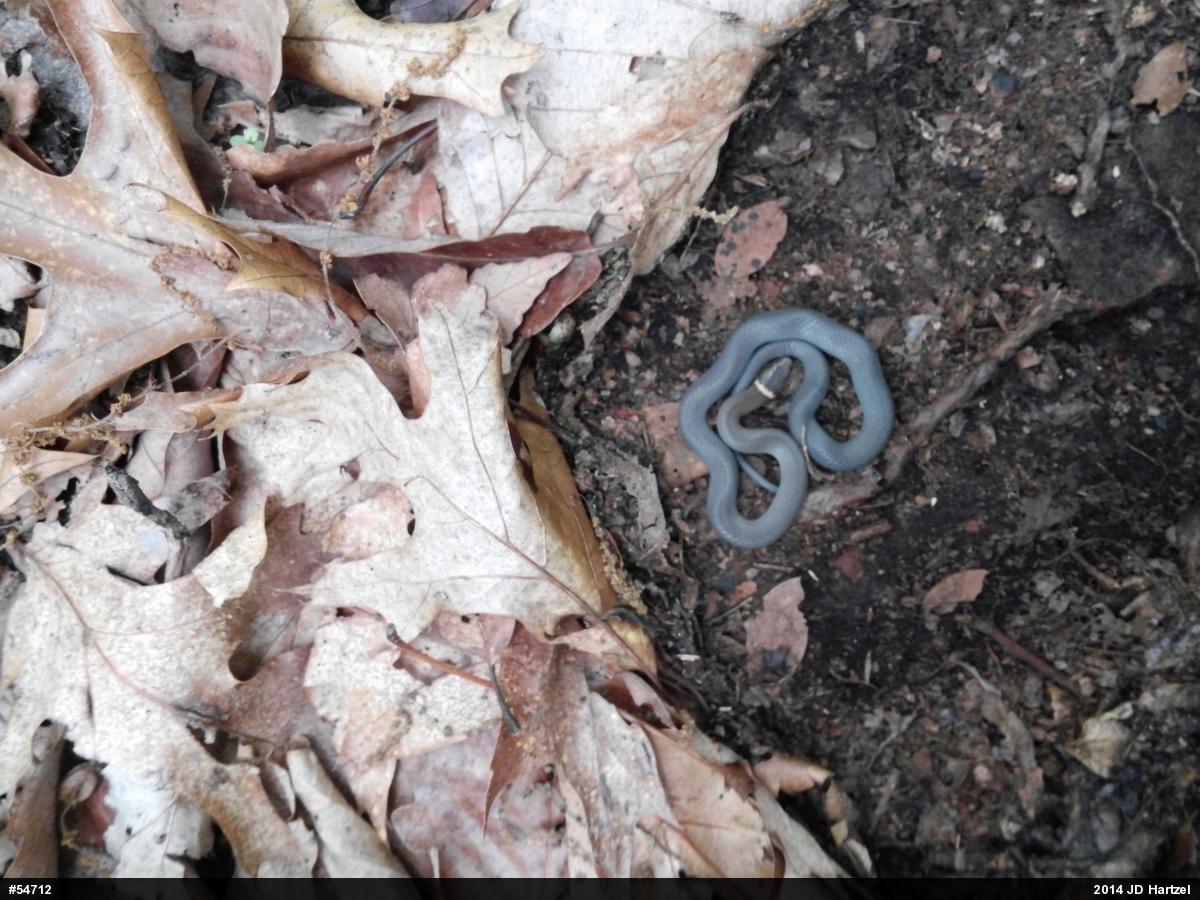 Northern Ring-necked Snake