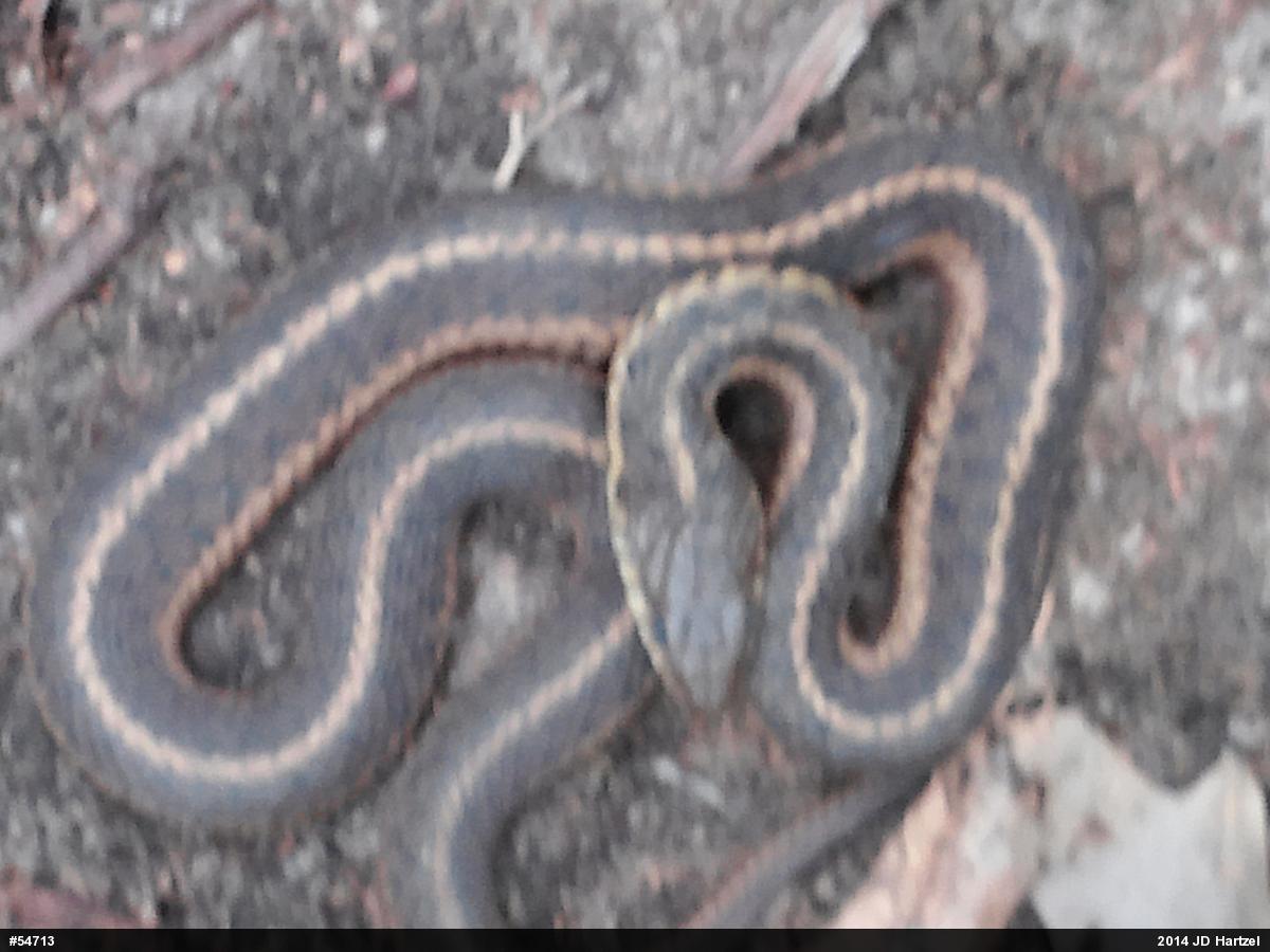 Eastern Gartersnake