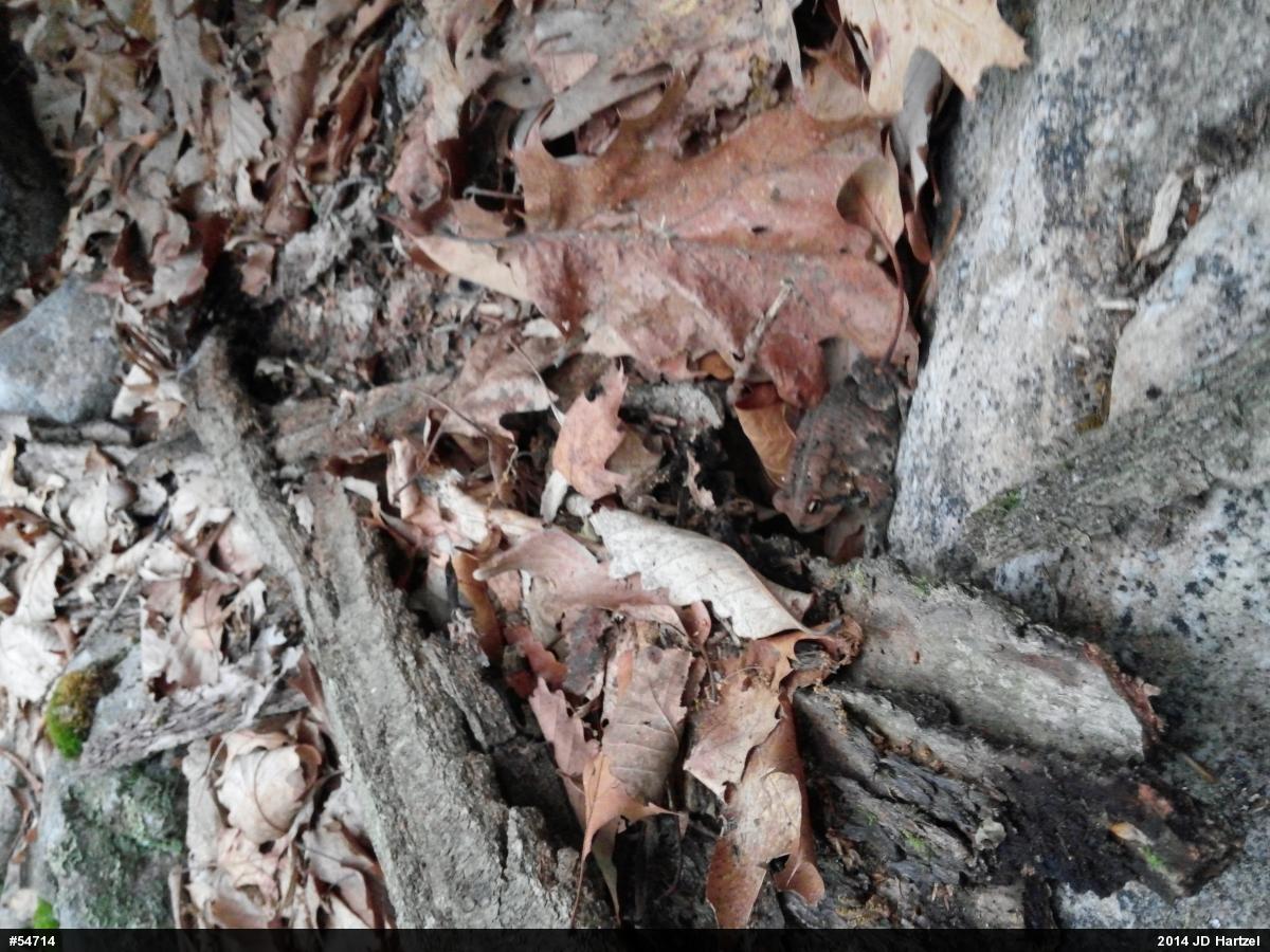 Eastern American Toad