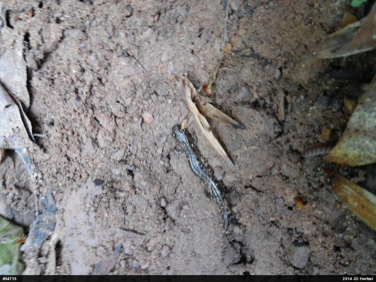 Dusky Salamanders