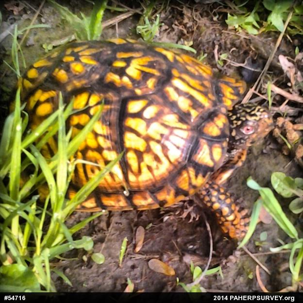 Eastern Box Turtle