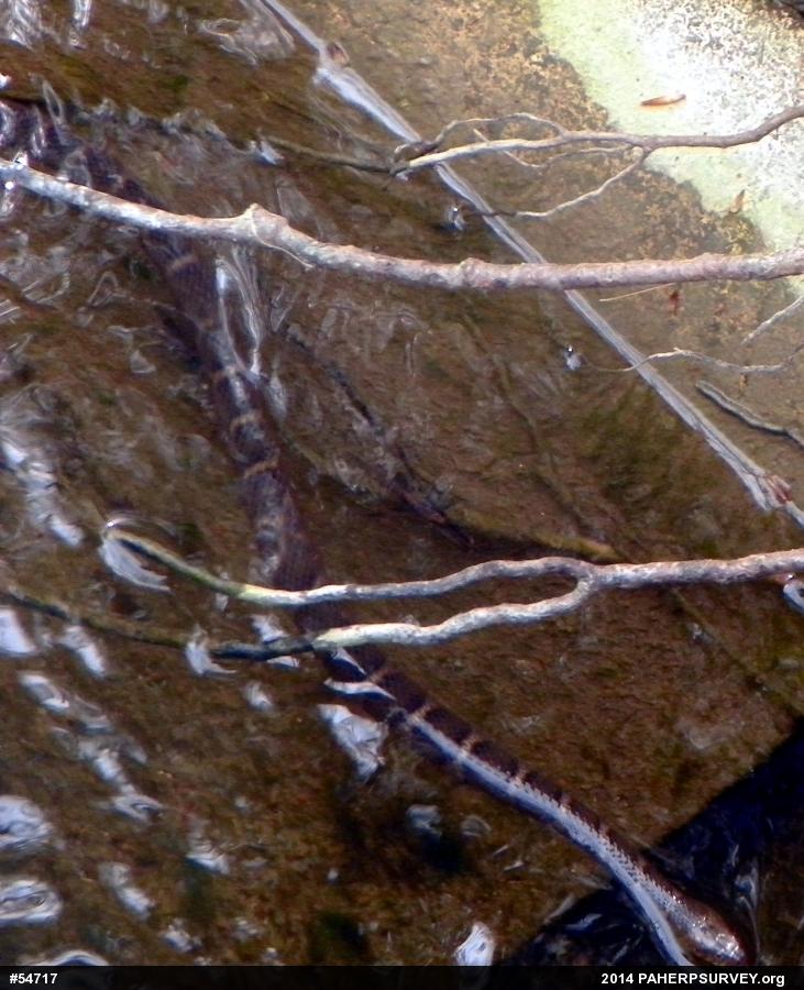 Northern Watersnake