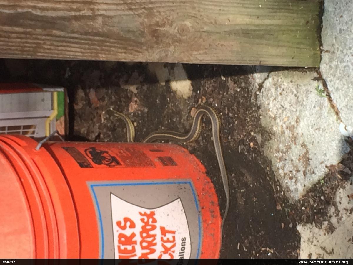Eastern Gartersnake