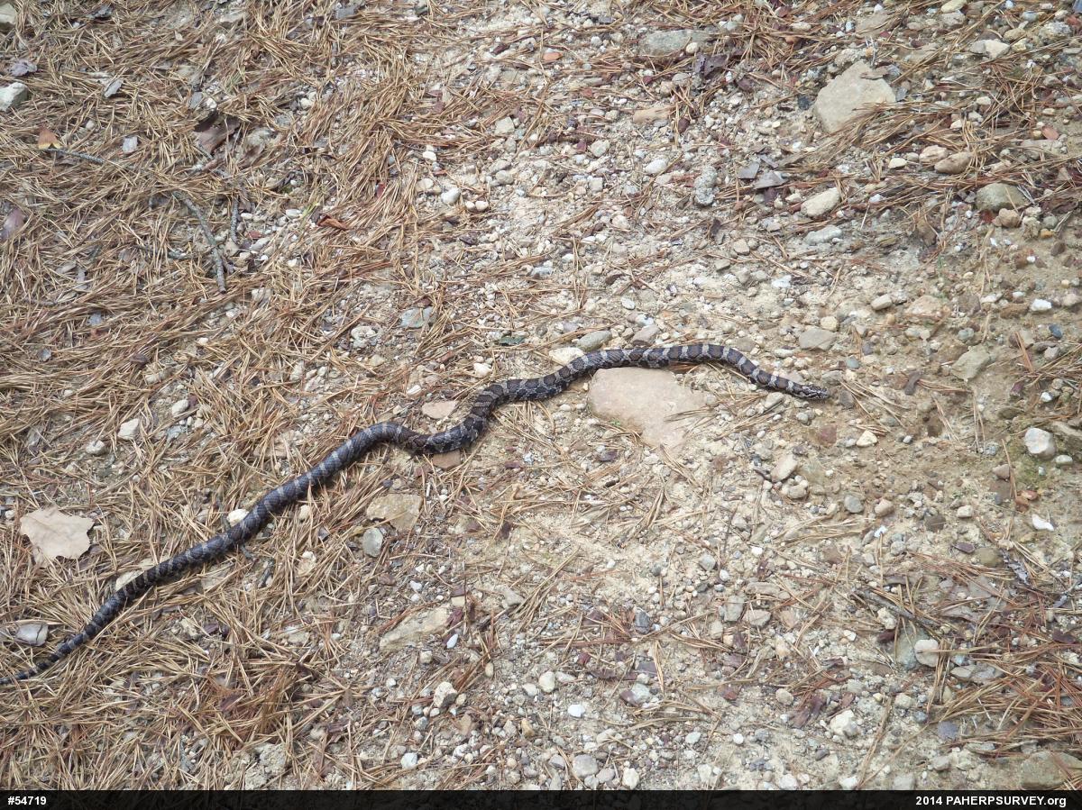 Eastern Milksnake