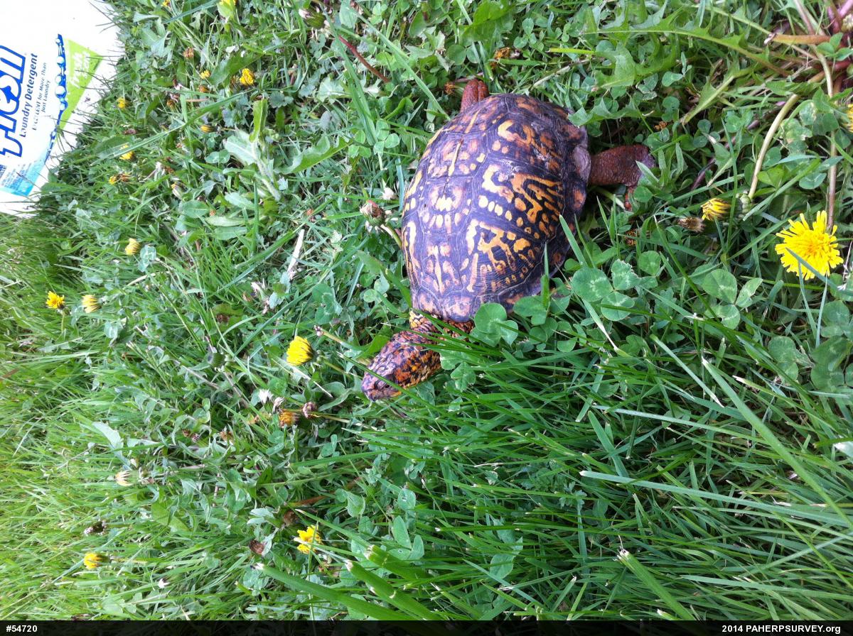 Eastern Box Turtle