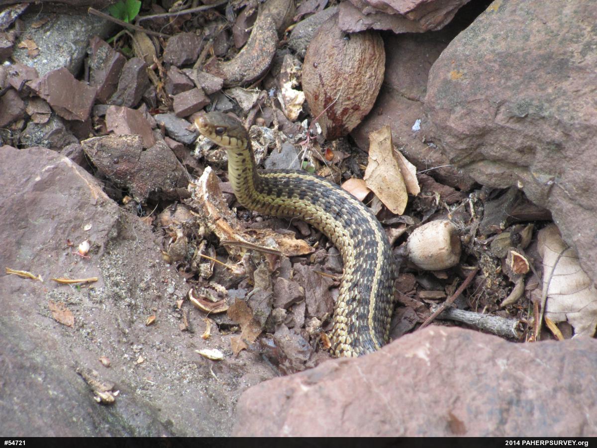 Eastern Gartersnake