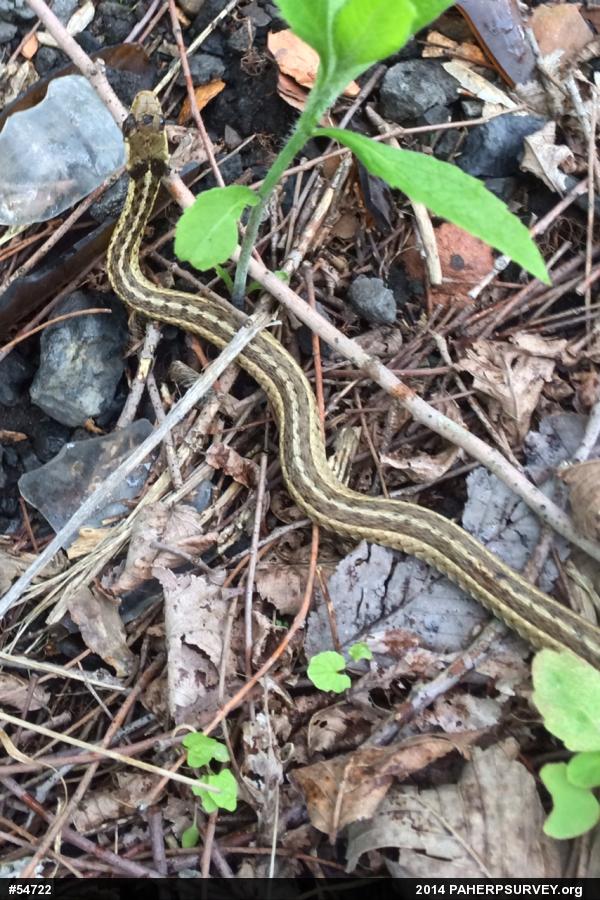 Eastern Gartersnake