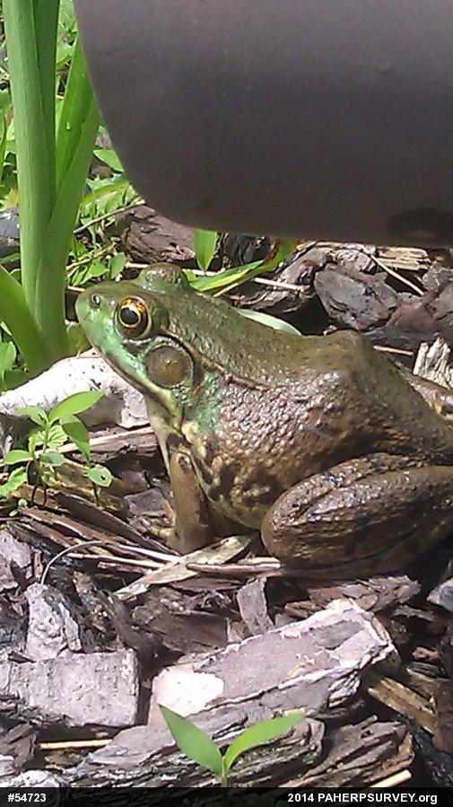 Green Frog