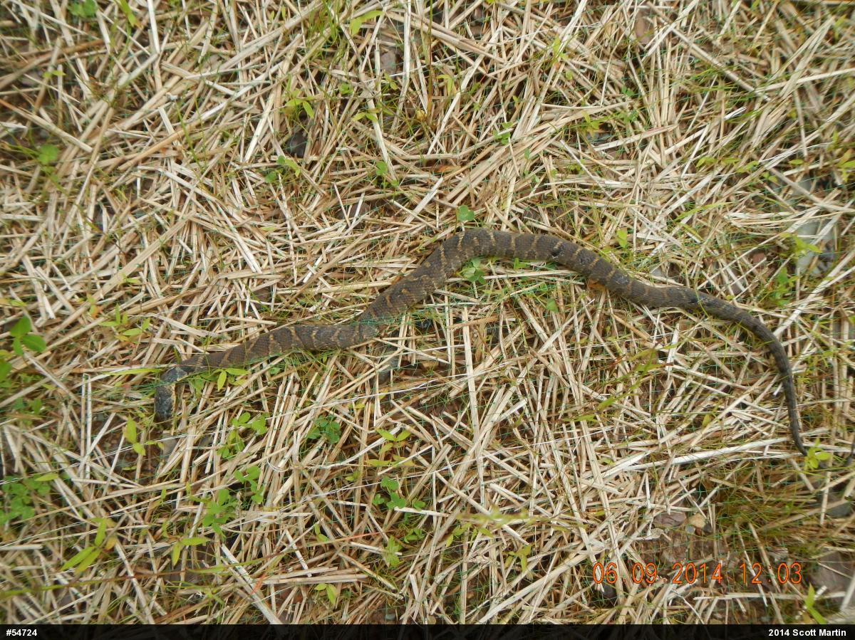 Northern Watersnake