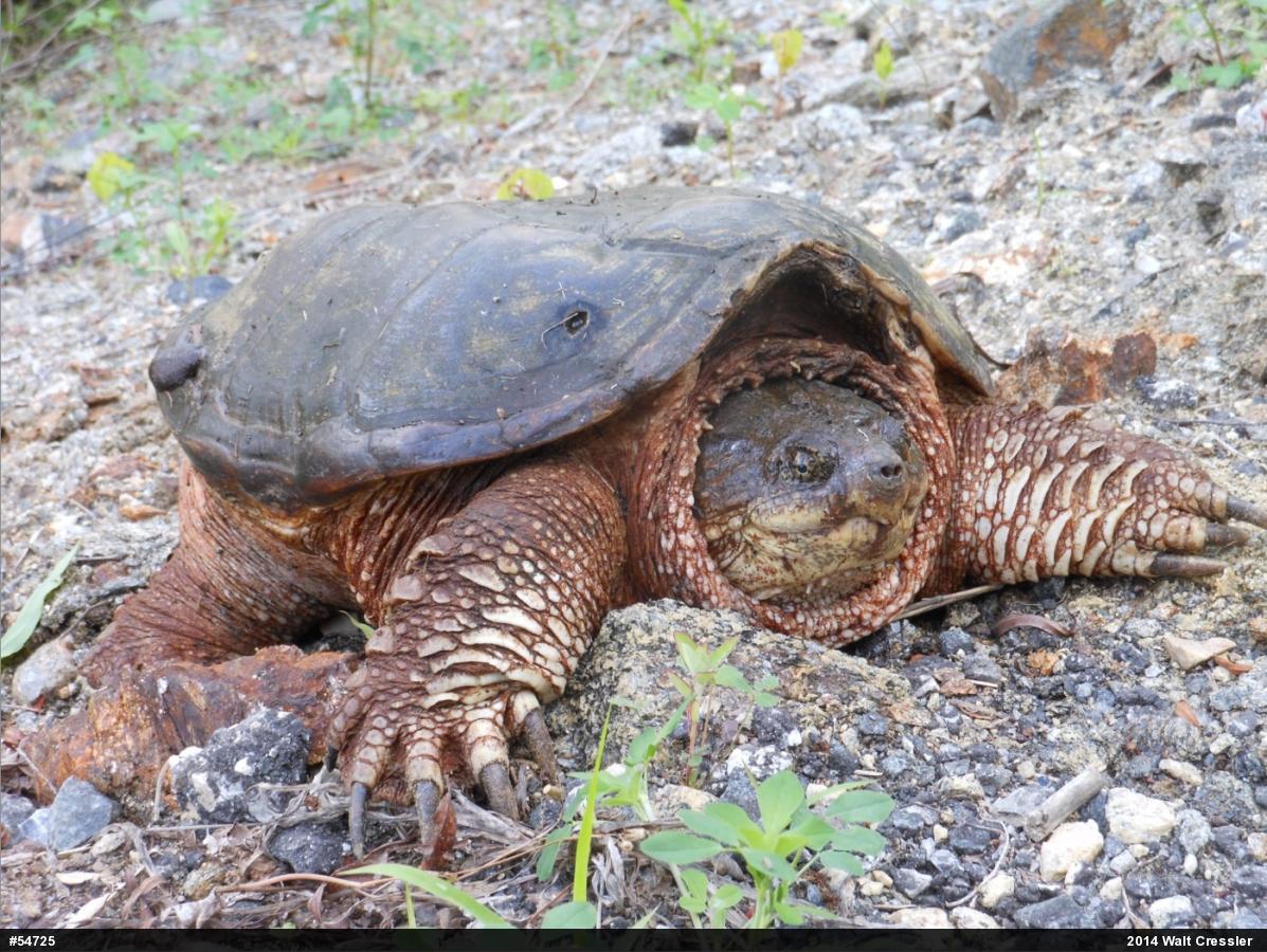 Snapping Turtle