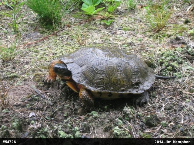 Wood Turtle