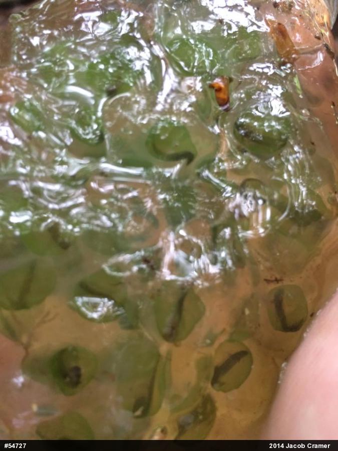 Spotted Salamander