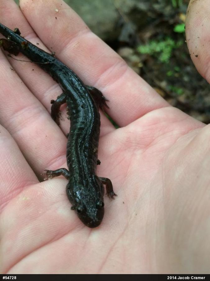 Northern Dusky Salamander