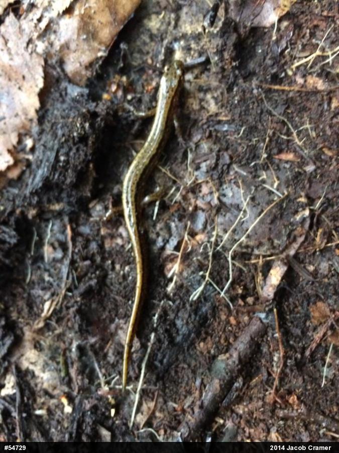 Northern Two-lined Salamander