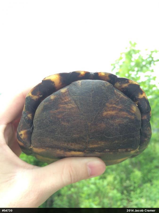 Eastern Box Turtle