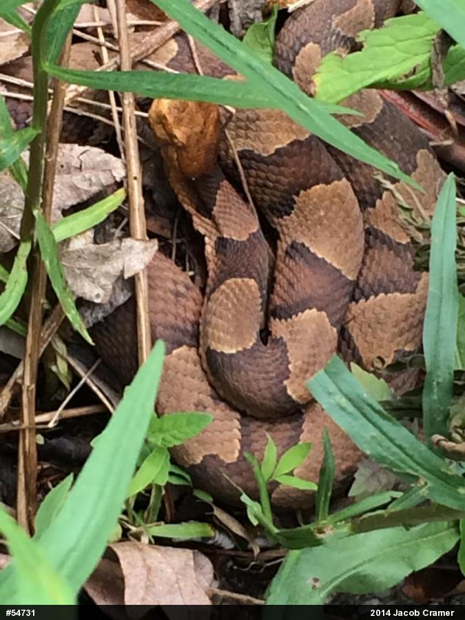 Northern Copperhead