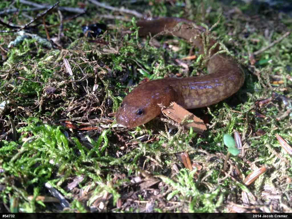 Northern Spring Salamander