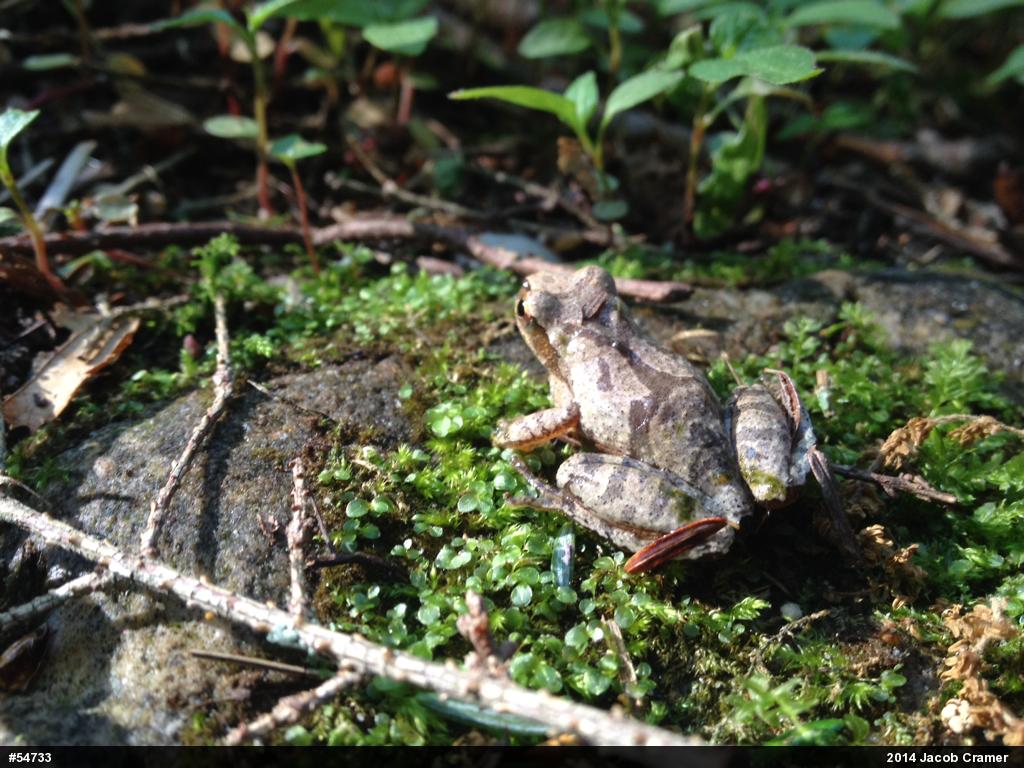 Spring Peeper