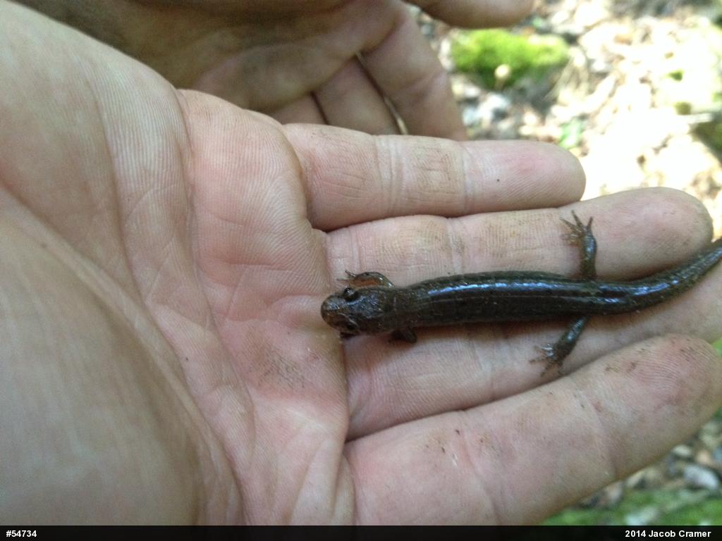 Northern Dusky Salamander