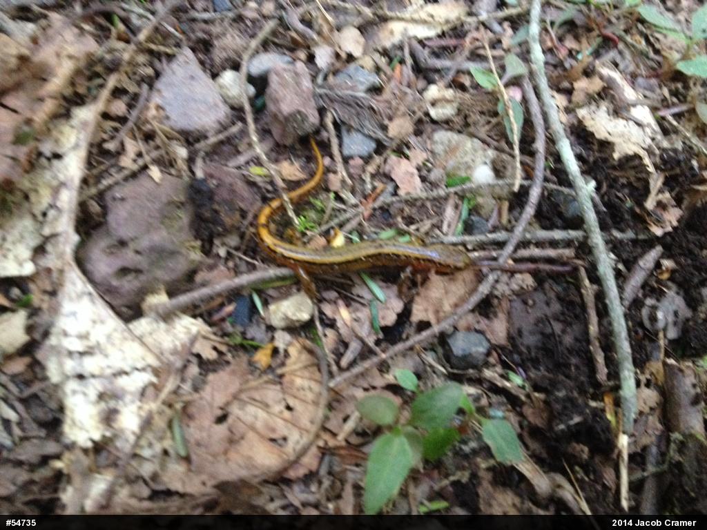 Northern Two-lined Salamander