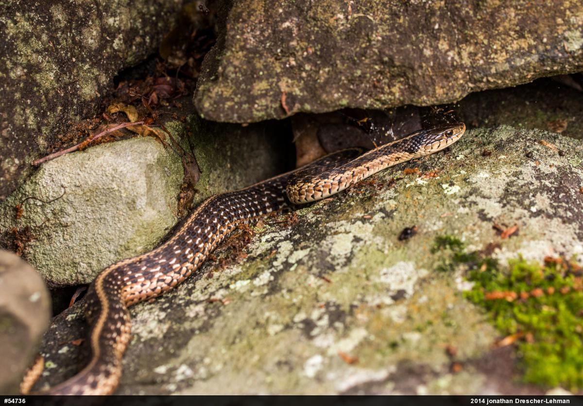 Eastern Gartersnake