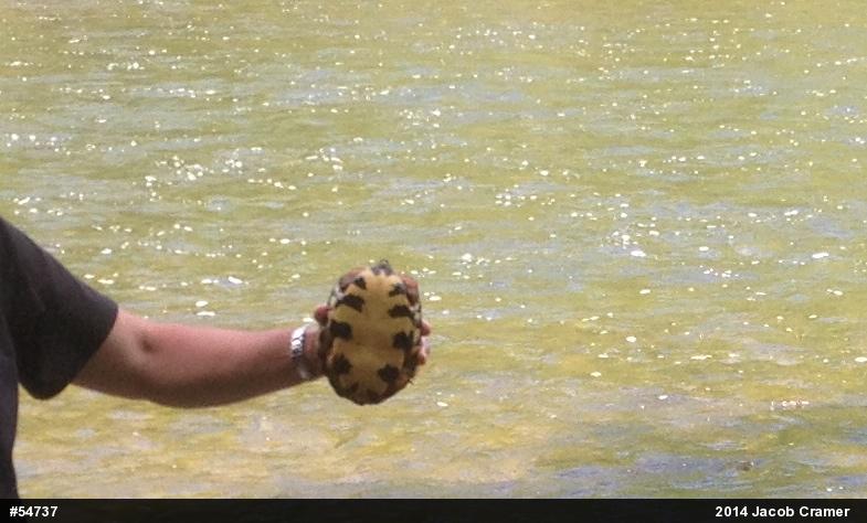 Wood Turtle