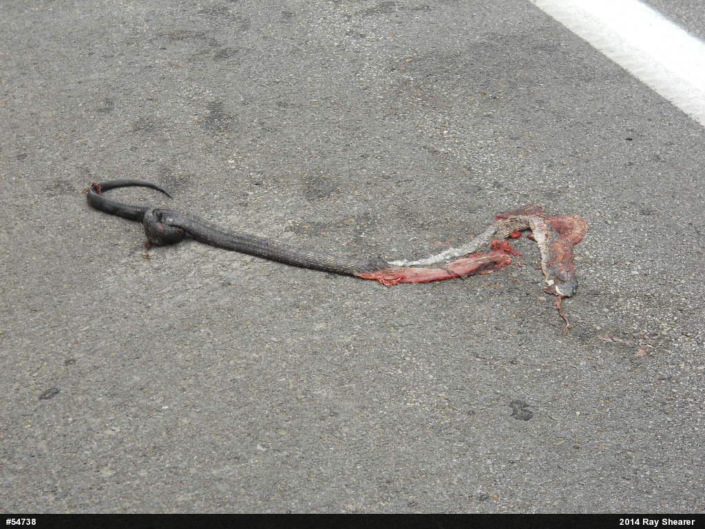Eastern Ratsnake