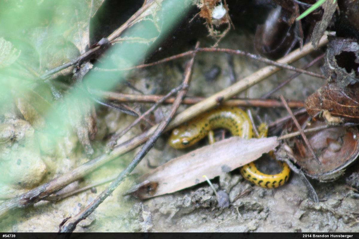 Eastern Long-tailed Salamander