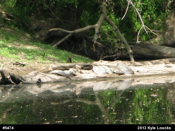 Eastern Spiny Softshell