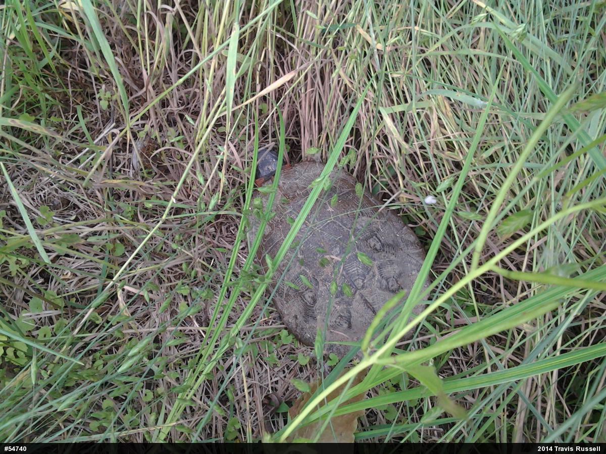 Wood Turtle