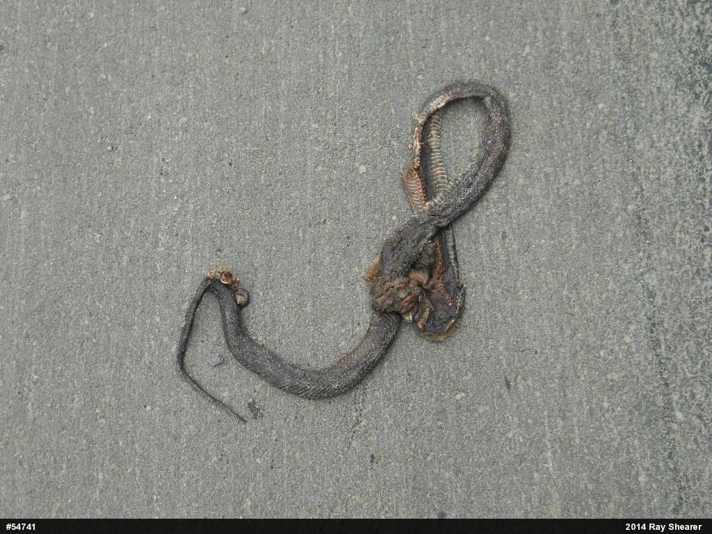 Eastern Ratsnake