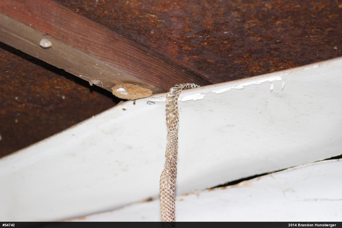 Eastern Ratsnake