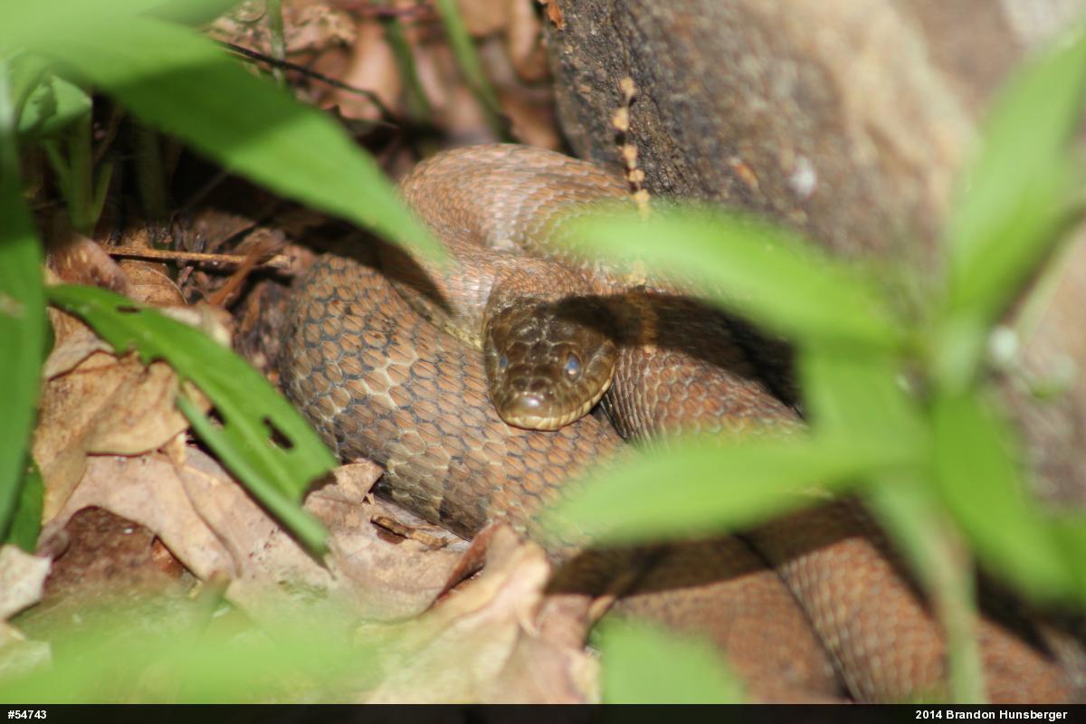 Northern Watersnake