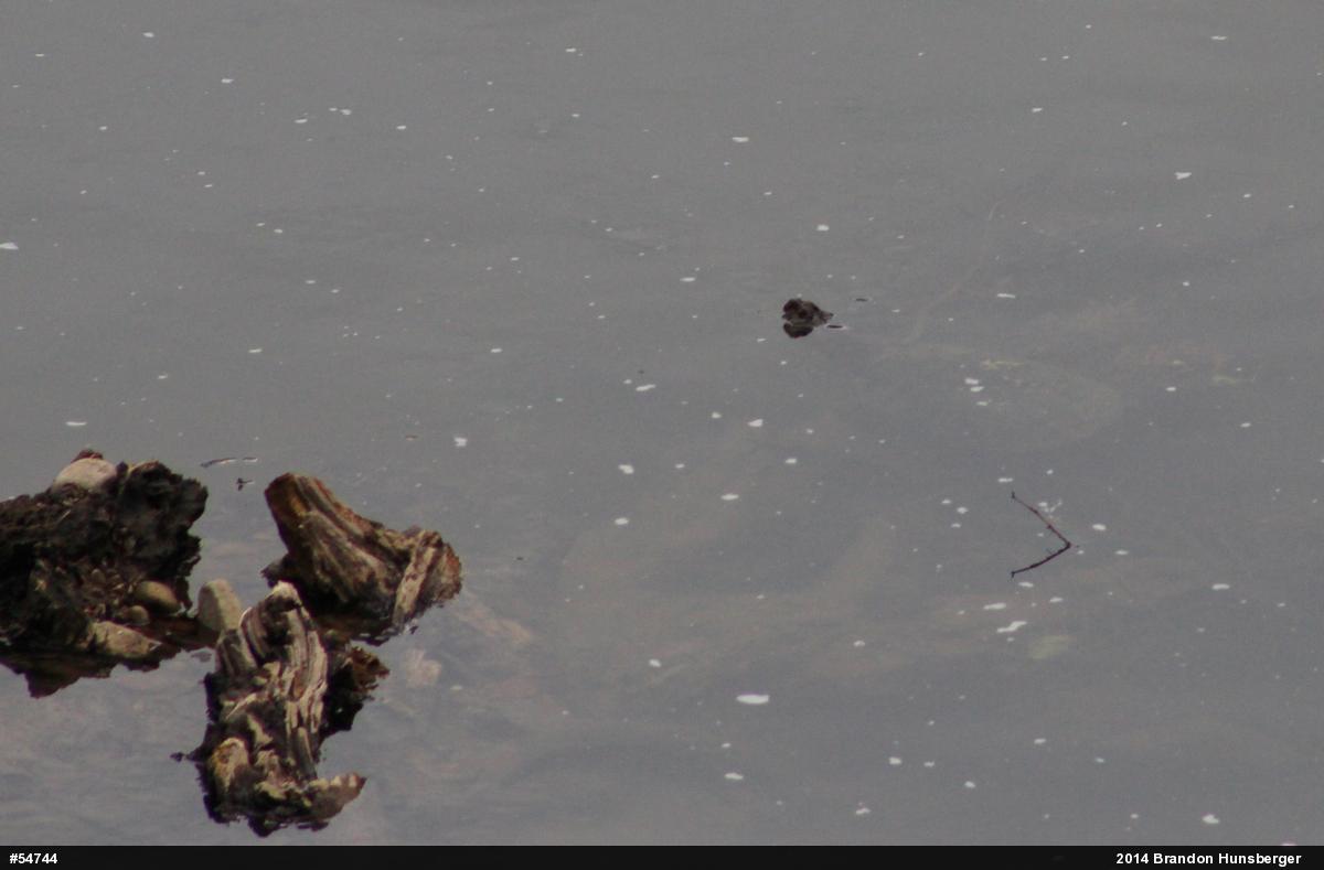 Snapping Turtle