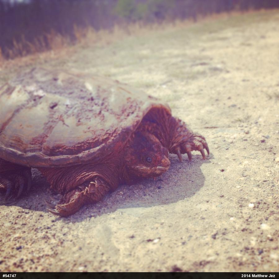 Snapping Turtle