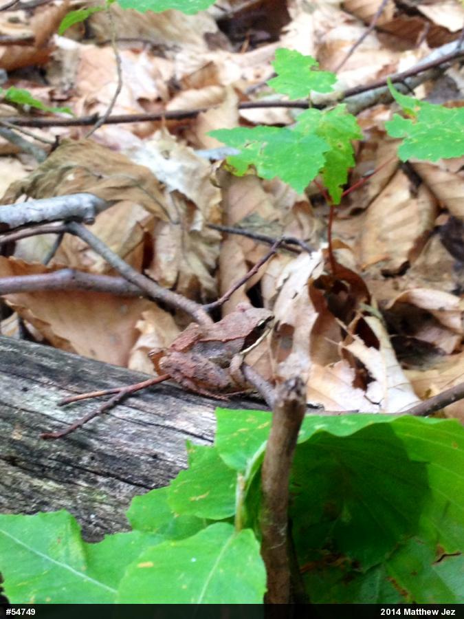 Wood Frog