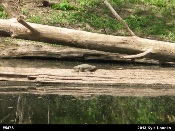 Eastern Spiny Softshell
